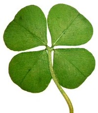 Four Leaf Clover